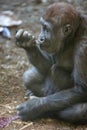 Moutain Gorilla baby eating cabbage Royalty Free Stock Photo